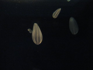 a0127828_21515346.jpg