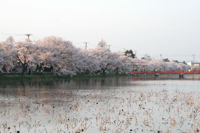 e0064133_239732.jpg