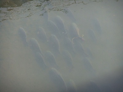 e0173645_21224713.jpg