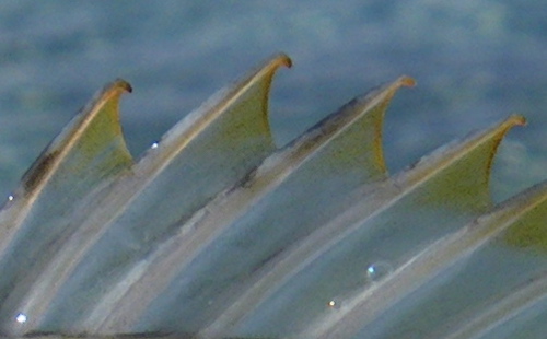 b0042548_131392.jpg