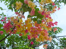 c0133653_22323880.gif