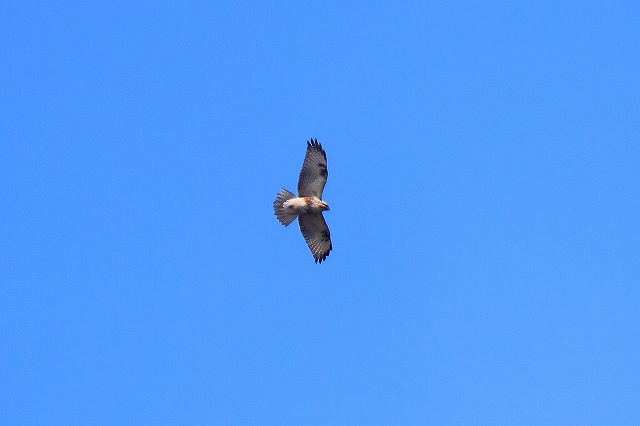 f0044056_835087.jpg