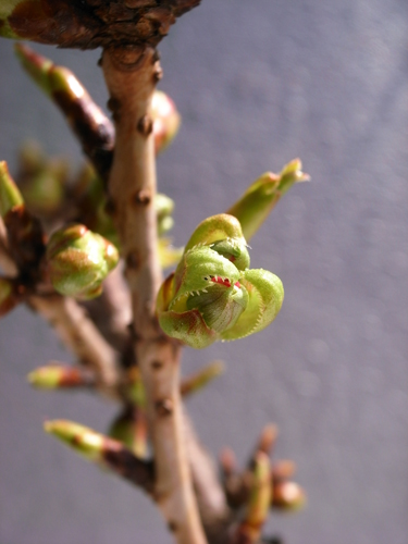 c0048265_1501780.jpg