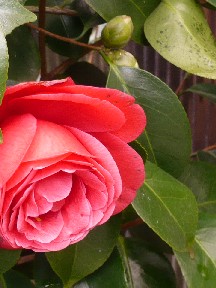 a0098027_16244795.jpg