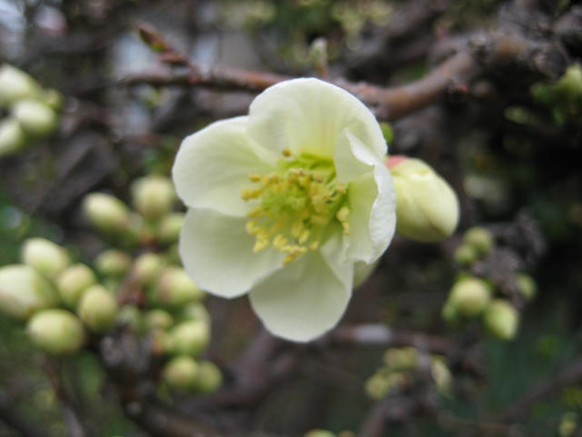 e0166032_170324.jpg