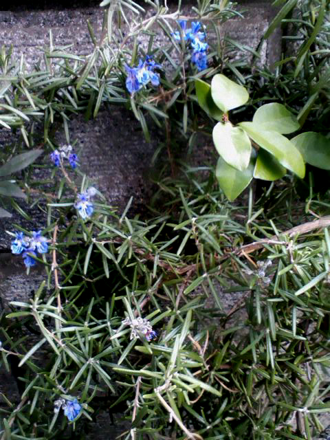 c0206645_16151584.jpg