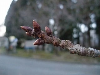 c0208355_8565238.jpg
