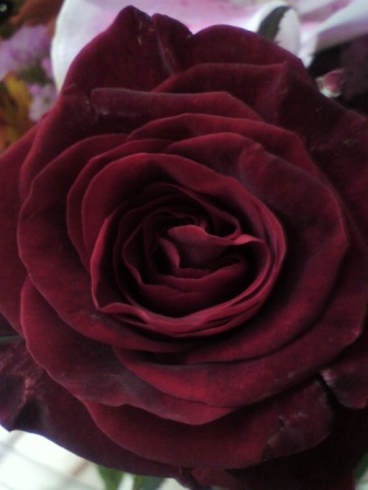 a0028482_1643235.jpg