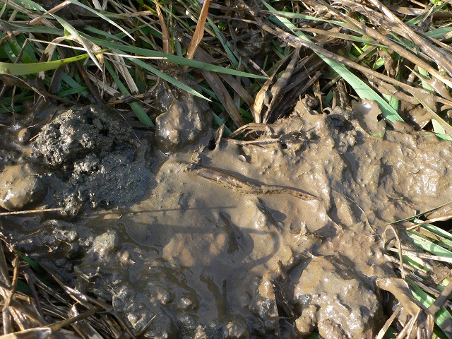 b0042882_20552172.jpg