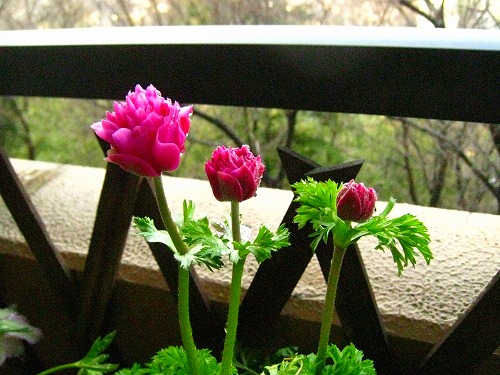 c0227800_831768.jpg