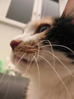 c0201113_192664.jpg