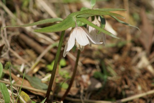 c0042418_849496.jpg
