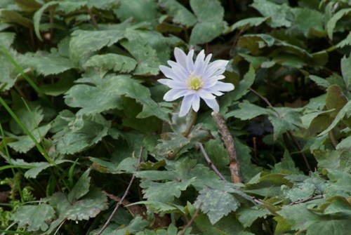 c0042418_8534581.jpg