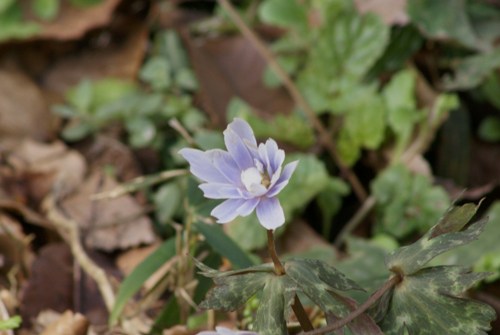 c0042418_854385.jpg