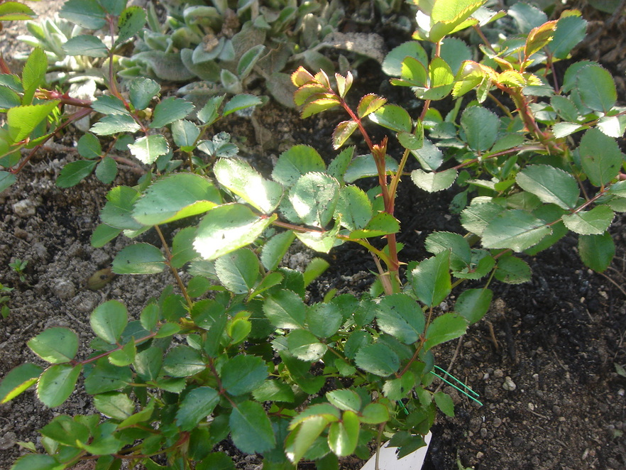 f0054421_7381647.jpg