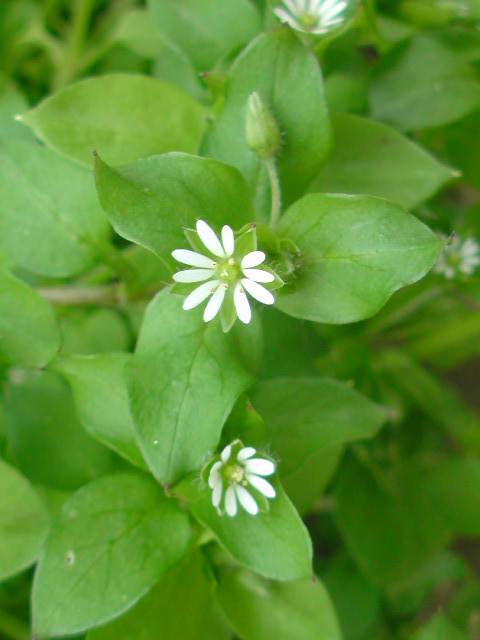 e0016828_93711.jpg