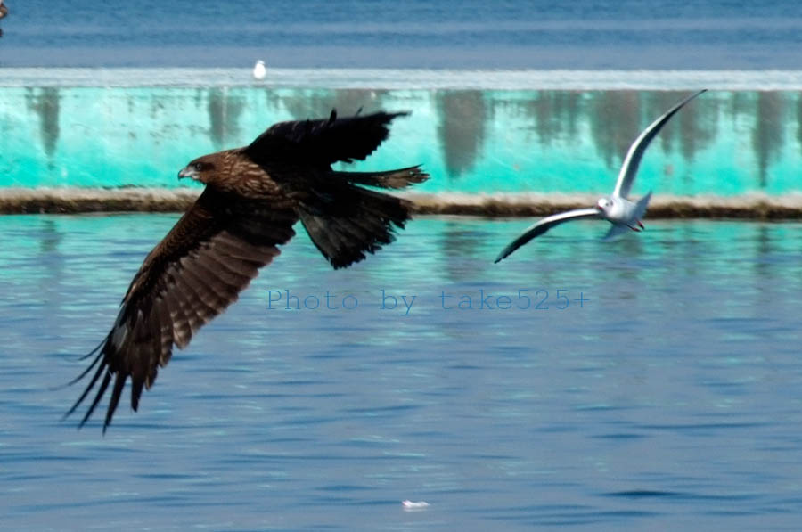 a0116946_643412.jpg