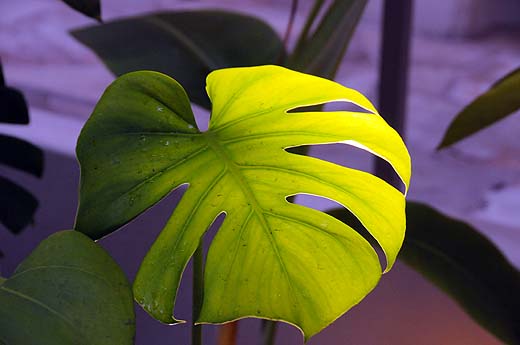 e0050753_21594013.jpg