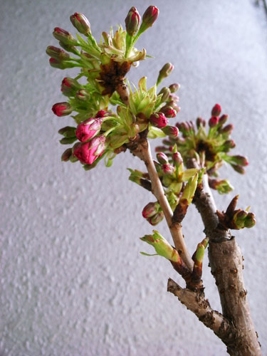 c0048265_1118388.jpg