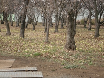 c0112172_16295471.jpg