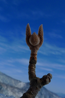 f0182173_1045599.jpg