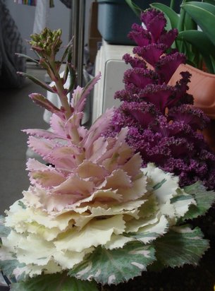 e0111793_162560.jpg