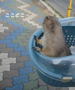 c0173697_3575241.gif