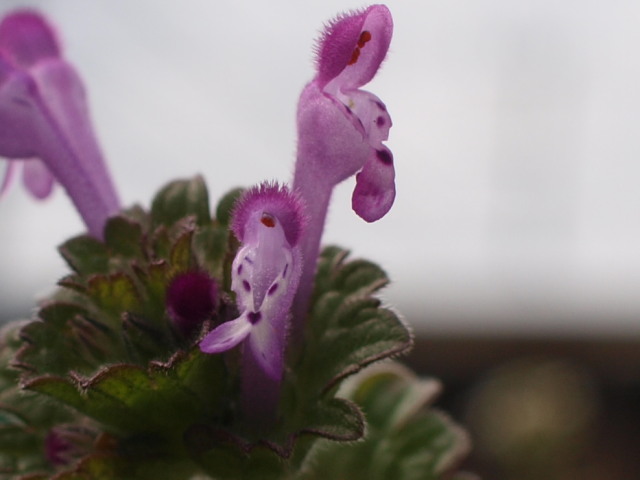 c0072843_1841250.jpg
