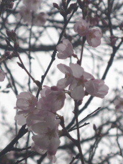 e0069647_2015539.jpg