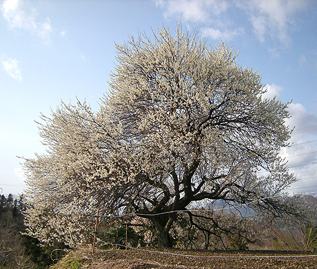 a0001354_21583838.jpg