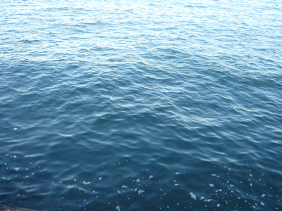 a0040371_2423347.jpg