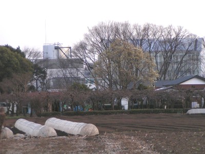 c0112172_1412865.jpg