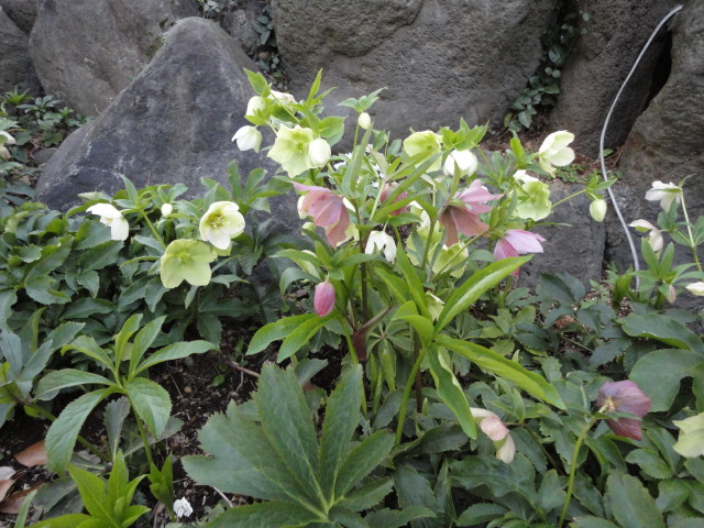 d0109373_21165699.jpg