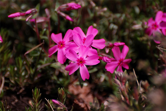f0108478_2014425.jpg