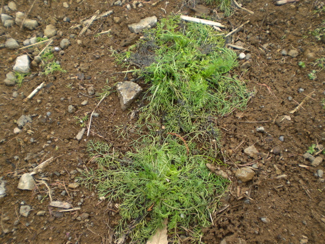 c0099395_10584356.jpg