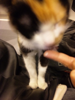 c0201113_2391518.jpg