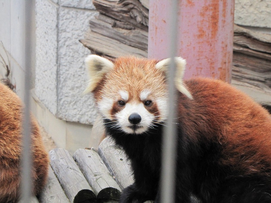 小熊猫ハウス : 2009年冬休み！レッサーパンダ詣で！<b>徳山動物園</b>編