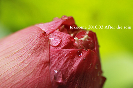 d0042827_365669.jpg