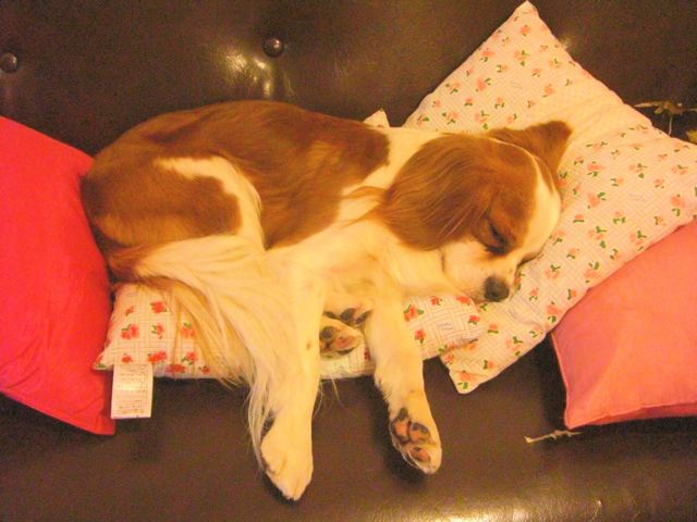 f0200342_1192154.jpg