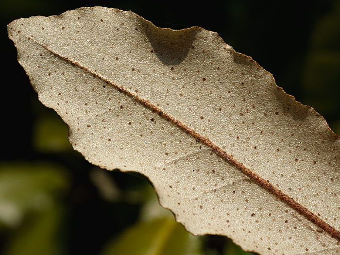 d0091754_0384398.jpg