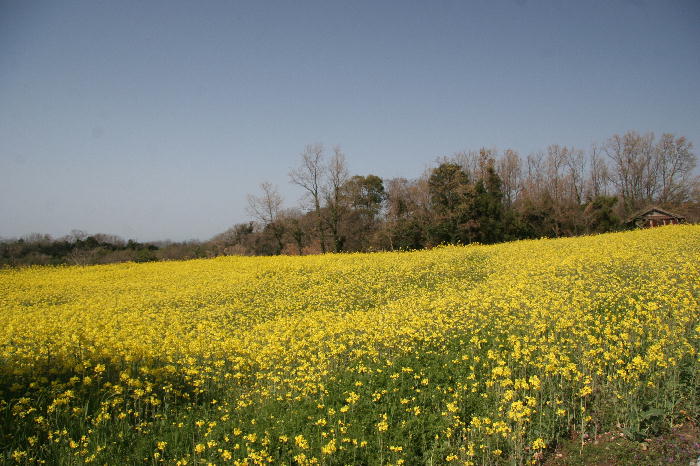 b0171185_21152756.jpg