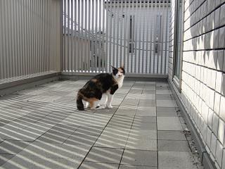 c0201113_2237671.jpg