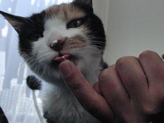 c0201113_2245460.jpg