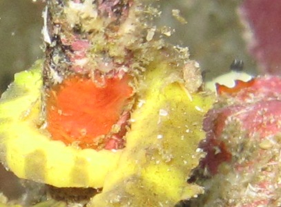 e0027447_1125771.jpg