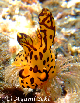 e0027447_123643.jpg