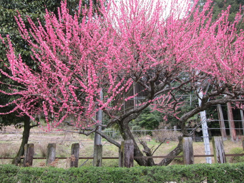 a0167672_22105176.jpg