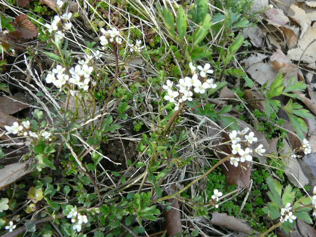 e0145782_9373825.jpg