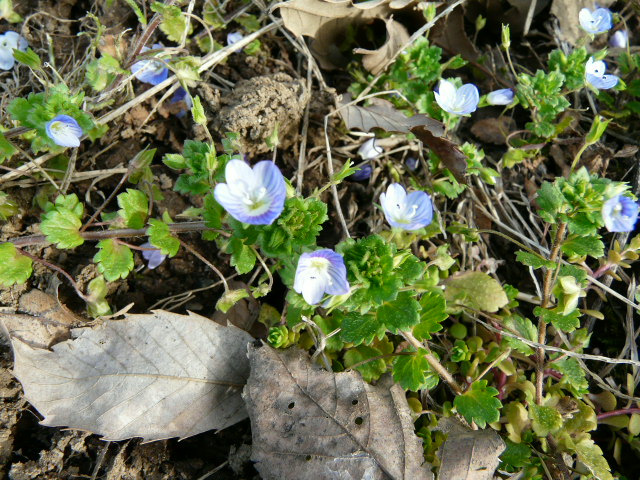 e0145782_9381639.jpg
