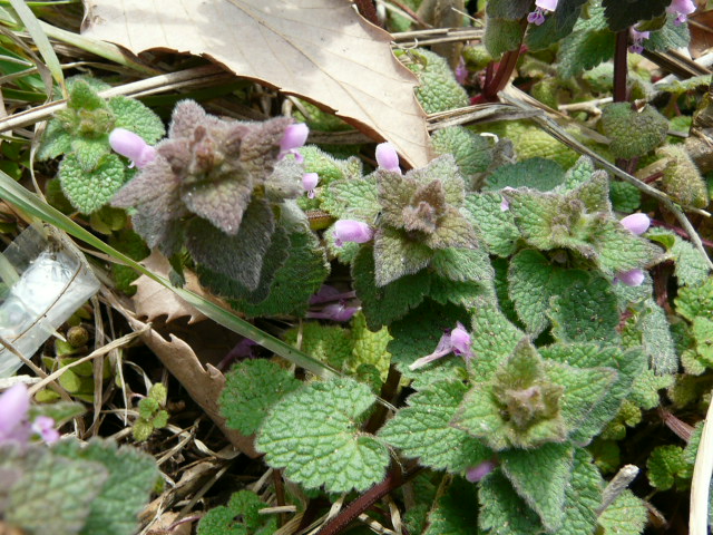 e0145782_9384054.jpg