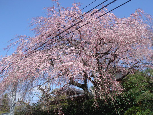 e0111793_2091566.jpg